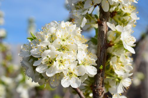 bloom spring nature