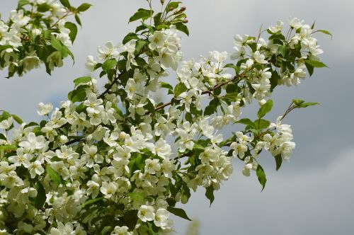 bloom apple tree spring