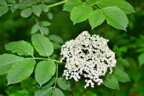 bloom leaves forest