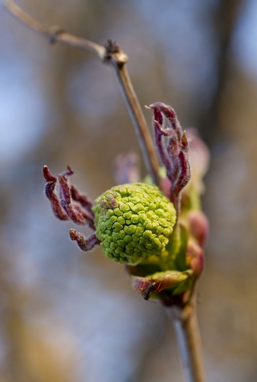 bloom rowan before flowering