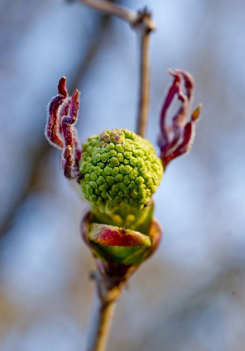 bloom rowan before flowering