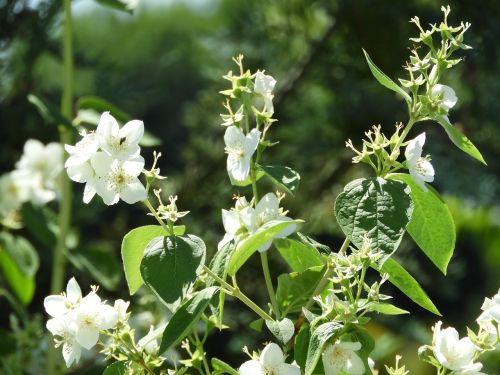 bloom jasmin fragrance