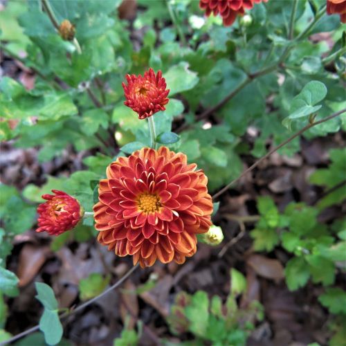 bloom orange flowers