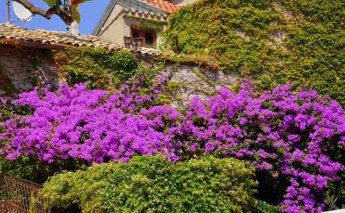 bloom wall flowers