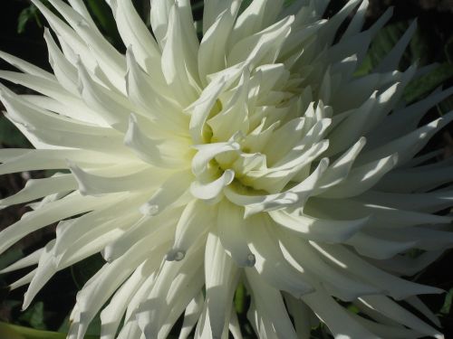 bloom white flowers botanical