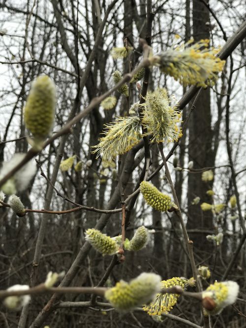 bloom of pussywillows