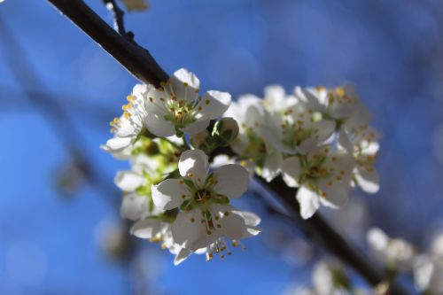 bloom blossoms white