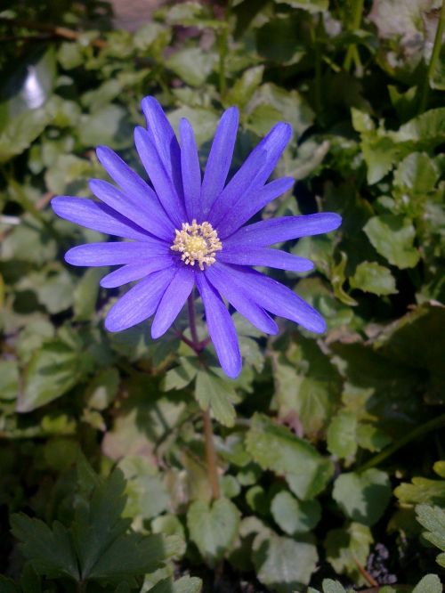 bloom purple flower flower