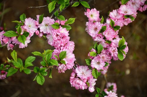 bloom  sakura  nature