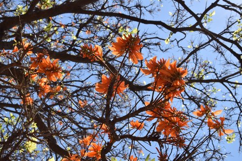 bloom  flowers  orange