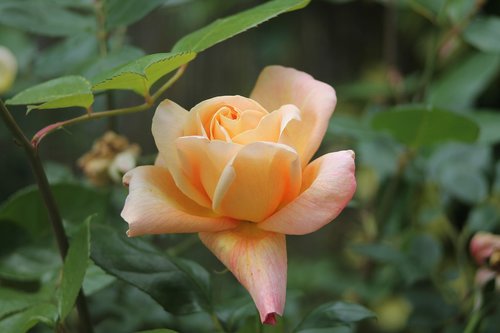 bloom  garden  rose