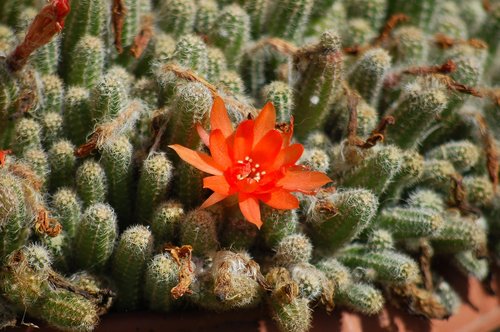 bloom  orange flower  succulent plant