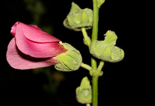 bloom  flower  bud