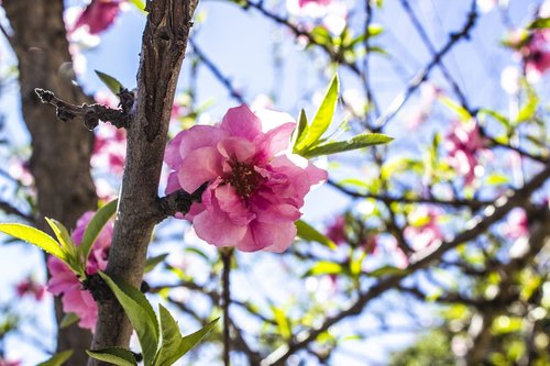 bloom  blossom  flower