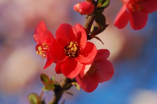 bloom  flowers  spring