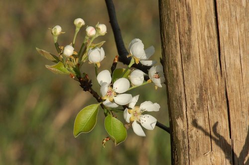 bloom  spring  orchard