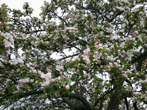 bloom apple tree apple tree flowers