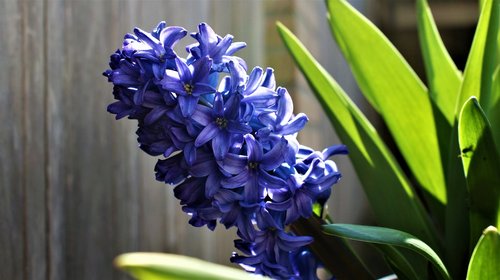 bloom  hyacinth  sun