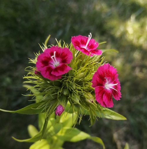 bloom  garden  flower