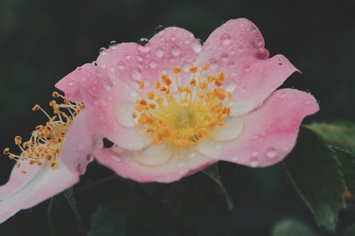 bloom  pink  nature