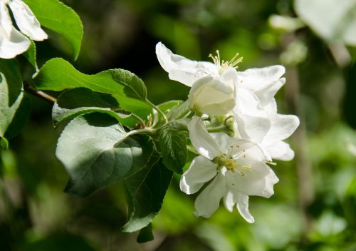 bloom flowers apple flower