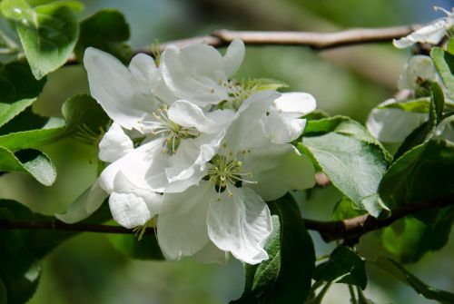 bloom flowers apple flower