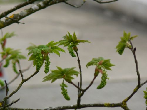 bloom tree spring