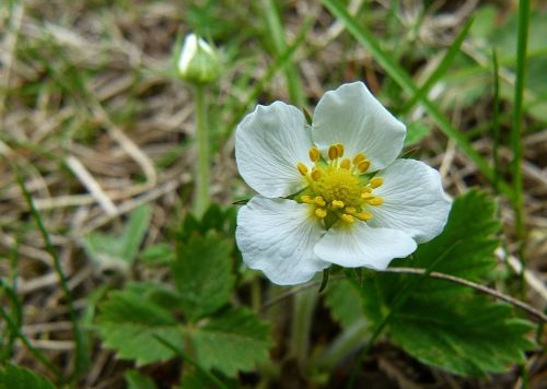 blooming flower wild strawberry