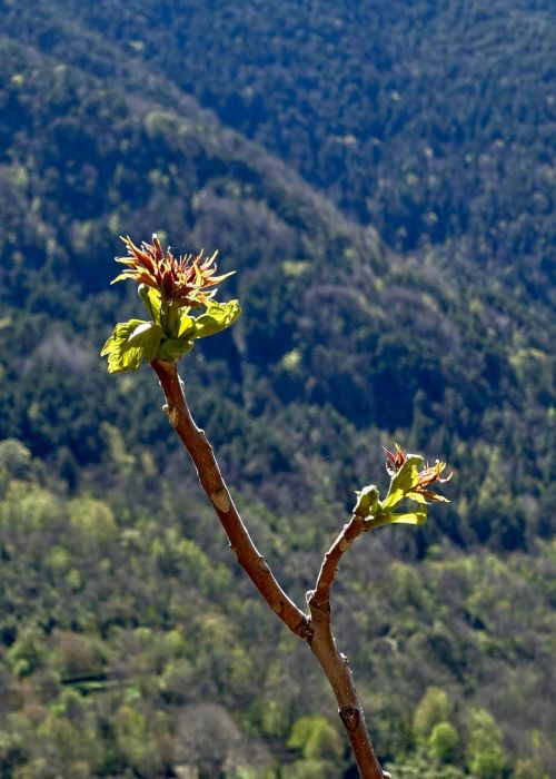 blooming spring blossom