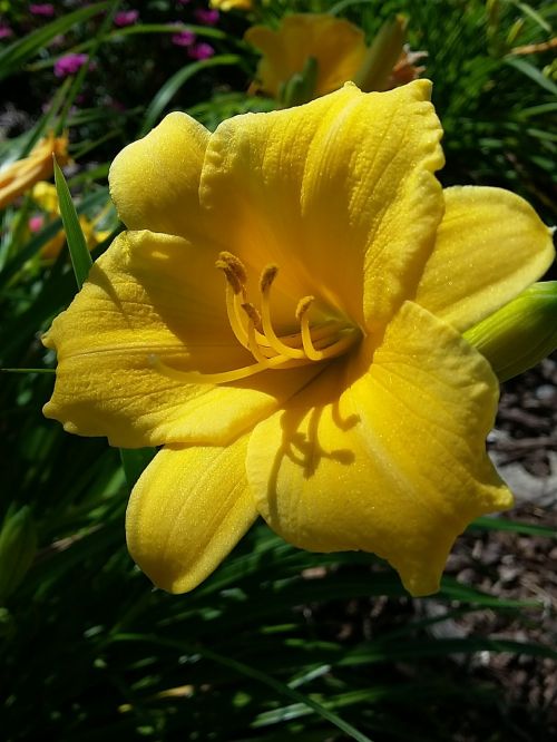 blooming floral yellow flowers