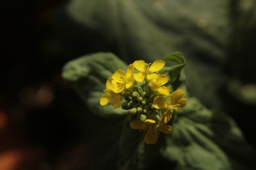 blooming  garden  flower