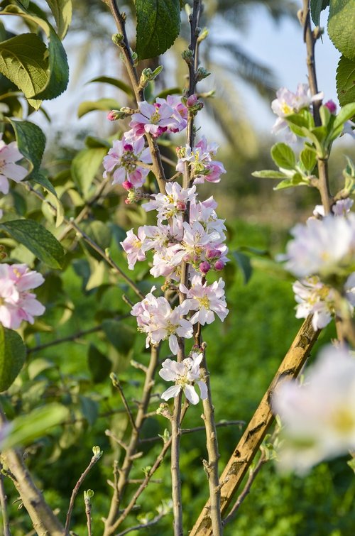 blooming  spring  plant