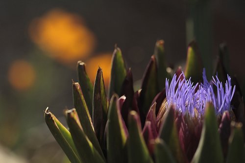 blooming  artichoke  purple