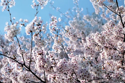 blooming  spring  flowers