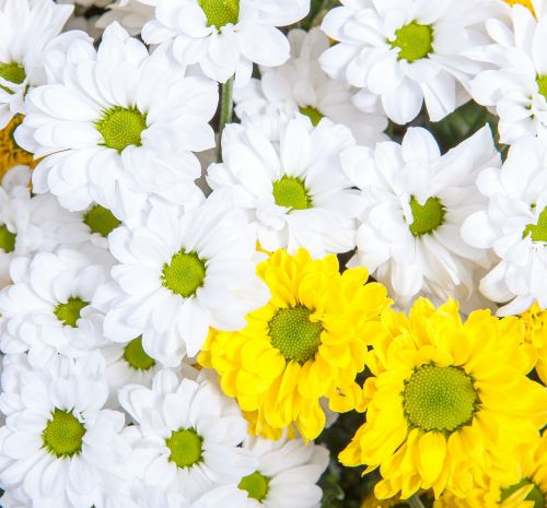 blooming chrysanthemum bloom