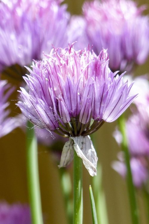 blooming chives plant