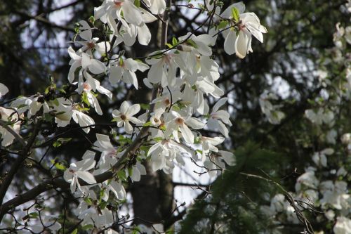 blooming flowers magnolia
