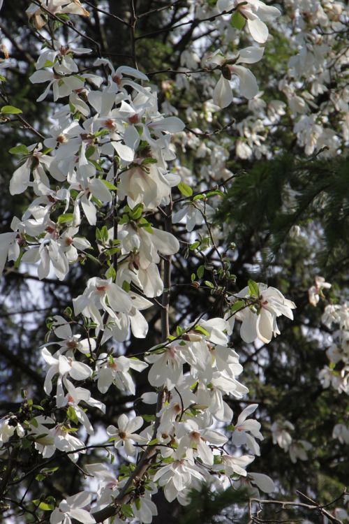 blooming flowers magnolia