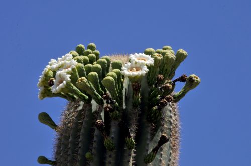 Blooming Cactus