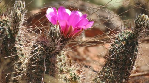 Blooming Cactus