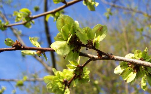 blooming elm branch green inflorescence spring