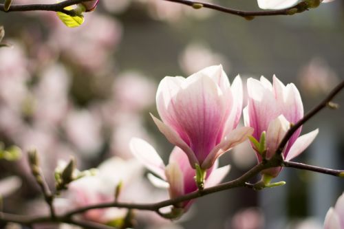 blooming flower magnolia flower magnolia