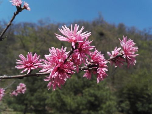 blooming flowers spring peach valley