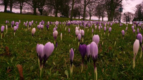 Blooming Flowers