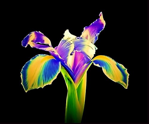 blooming iris  iris  flower