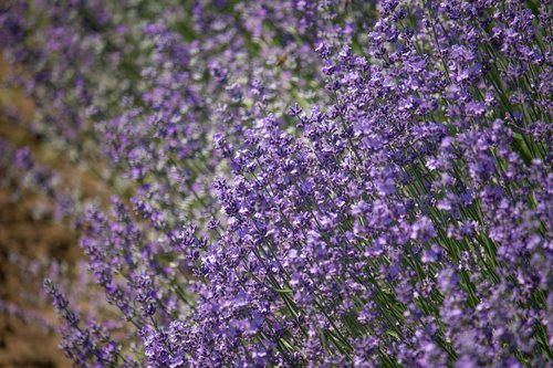 blooming lavender  summer  purple