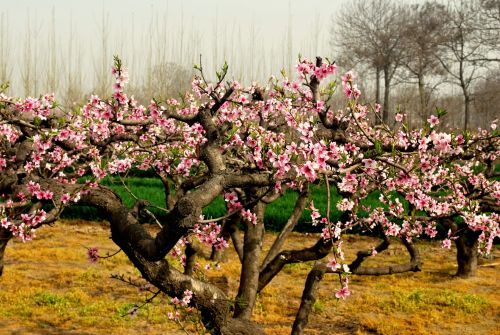 Blooming Peach Tree