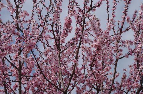 blooming tree spring peach