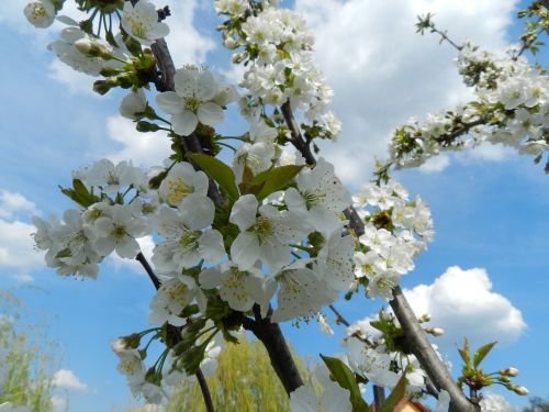 blooming trees mar de primavara nature