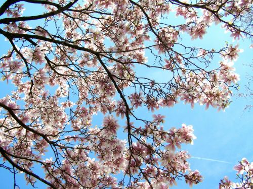 blooming tulip tree magnolia blue sky